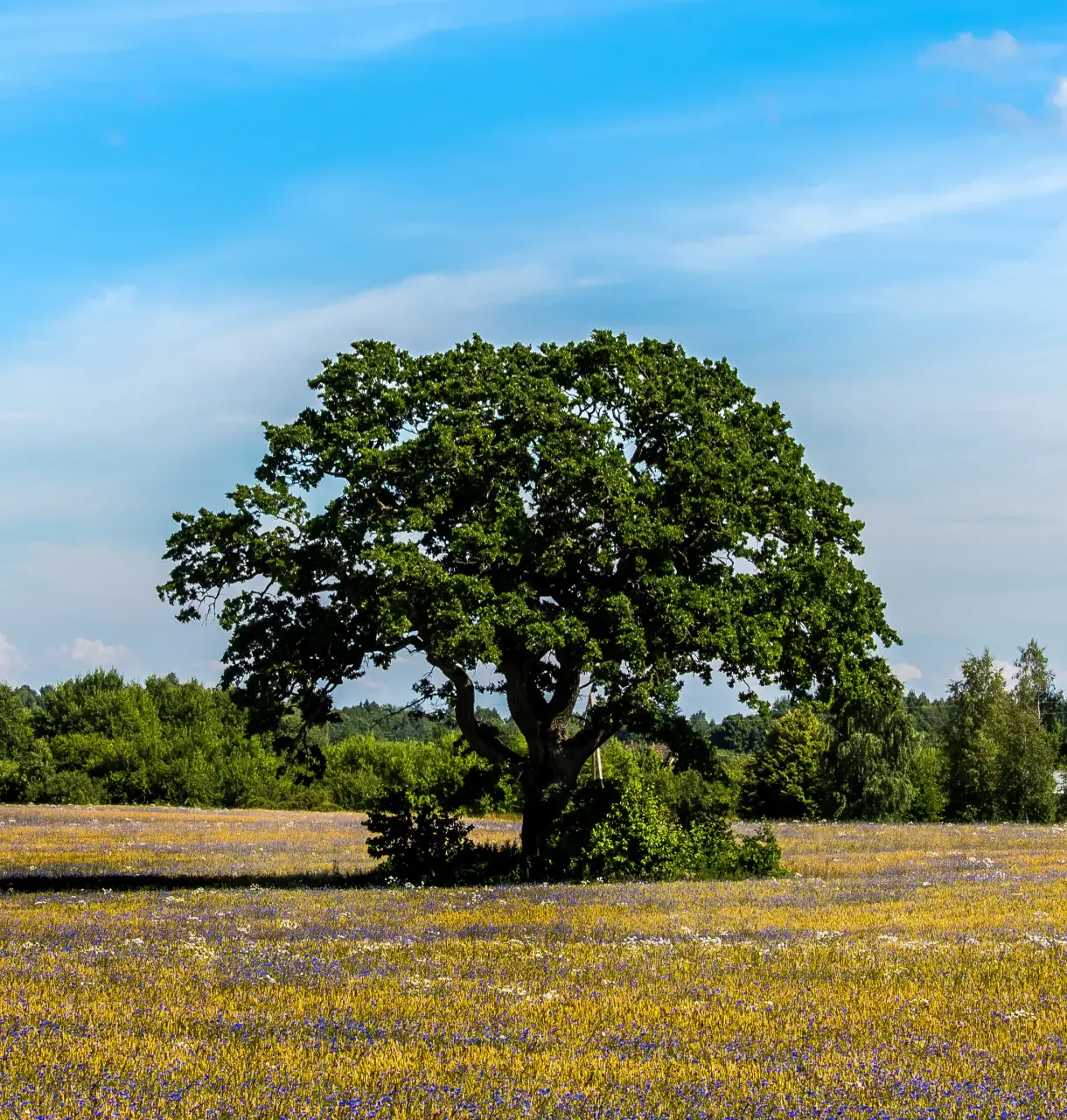 img planned giving bequests and trusts 2x